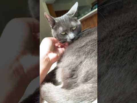 I bet #shorts #cats