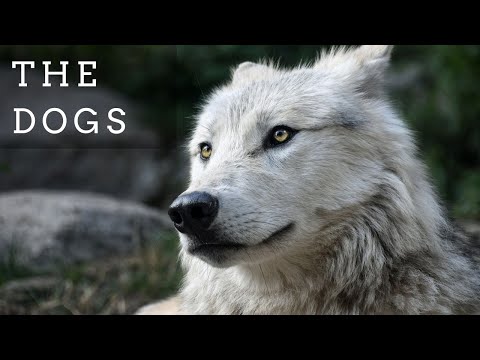 Dogs Life