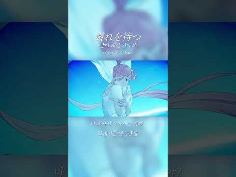 날이 개길 기다려(霽れを待つ-Orangestar) cover by 💗Odette🦢 #shorts