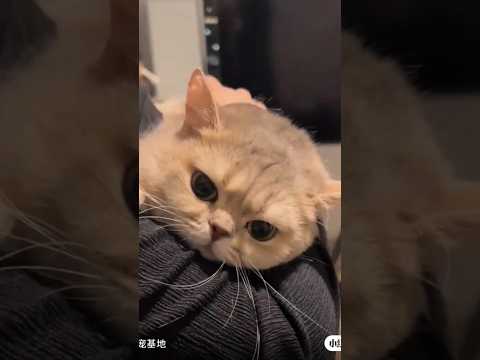Imut banget kan mereka gaes? #cat #christmas #cute #cutecat #pets