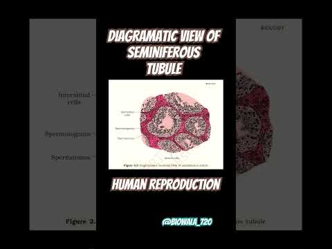 Human Reproduction-Seminiferous Tubule #biology #neet #science #shorts #youtubeshorts #aiims #ncert