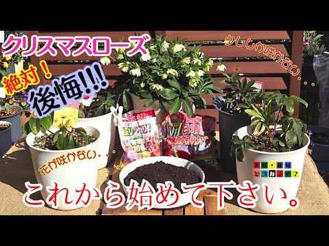 超絶に咲かせる為に攻めの一歩【クリスマスローズ】咲かせて見せます。いつも余り咲かない方はこれから始めて下さい絶対後悔します【ガーデニング】植え方・育て方・有機質肥料・園芸