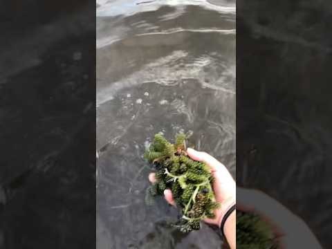 Sea grapes 🌊 #ジブリ #seafoodlovers