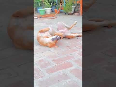 😂😂😂#animalmoviesongs #gaamilifestyle #funnyanimals #funnyshorts #trendingreels