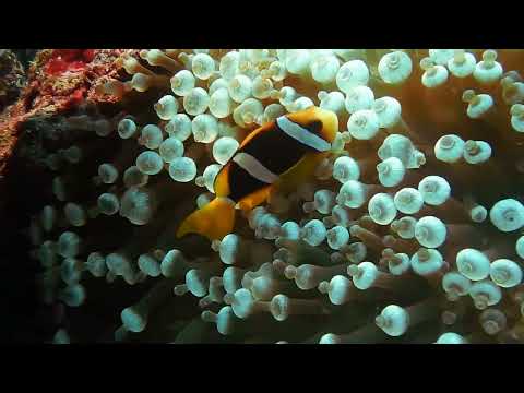 Pexels Videos 1536347