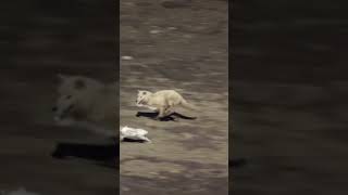 Wolves on the Prowl Hare Faces the Pack’s Wrath