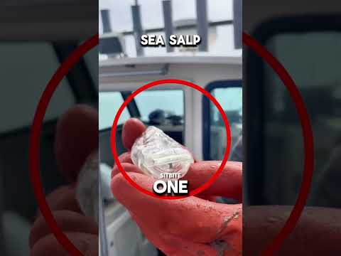 TOP 5 INVISIBLE CREATURES IN THE SEA TO EVER EXIST!😱👀