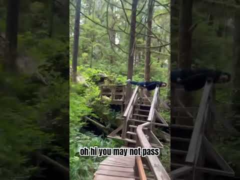 Walk through the forest #funny #nationalpark #canada #nature #naturelovers #plank