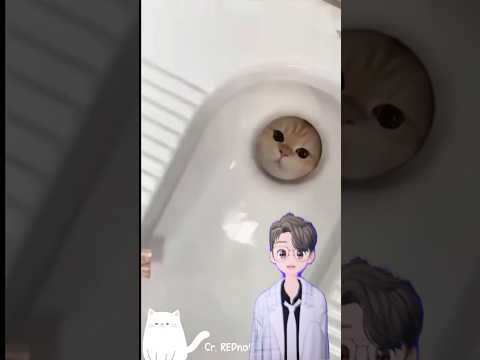 Toilet cat 🤣 #pets #cute #cat #catlover #kitten