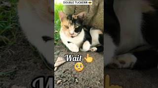SUBSCRIBE TO ADOPT ME 😿💔😻❤️ #cat #cats #catshorts #shorts #subscribe #catvideos #pets #kitten #love