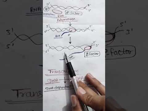Transcription in Prokaryotes (DNA-RNA) #tricks #ytshorts #neettrickstolearn