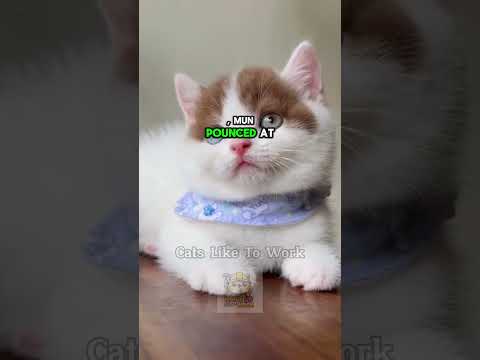 Detective Cat's Hilarious Battle with the Electric Fan | Cats Like To Work #funnycats #catlover #cat