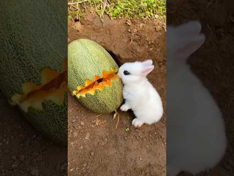 Melon Munchies: Mischief Bunny’s Sweet Snack Time! #cute #rabbit #melon #eating #shorts #video