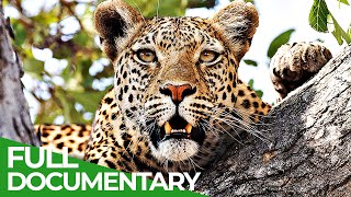 Secret Hunters - The Leopards of Dead Tree Island | Free Documentary Nature
