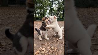 cute puppies adorable video #puppy #cute #cutedog #dog #shorts