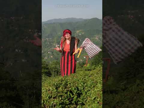 Traditional tar harvest in a Turkish village