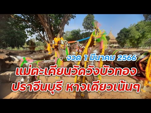 🔴สด ปราจีนบุรี #แม่ตะเคียนวัดวังบัวทอง 3 ตัวตรงๆ หางเดียวเน้นๆ