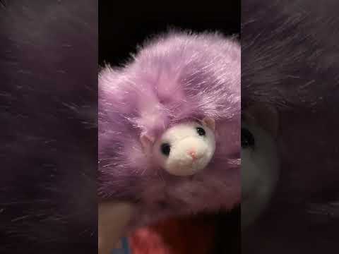 Harry Potter Pygmy Puff Purrrr 💜 Zonko's Joke Shop 🪄 Universal Studios Hollywood ✨ #ASMR #Shorts