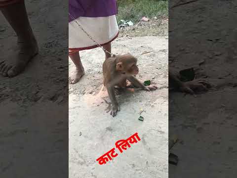 #trending #shorts #monkey #animallover #reels #instagram