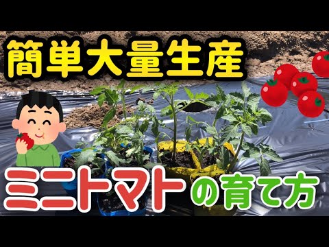 【 初心者必見 】 ミニトマトの育て方 🍅土作りから全部この動画でわかる【 家庭菜園 栽培 トマト 】