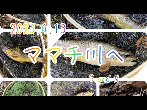 ママチ川でブラウン釣りました〜