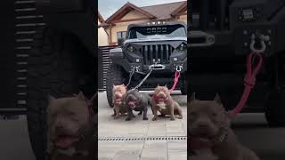Thercarvideo #viral #shortvideo #trending #4x4thar #ther vs pitbull
