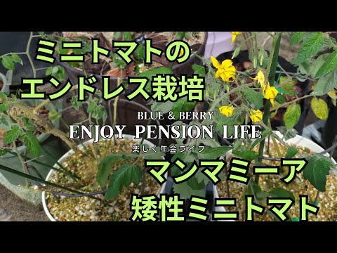 矮性トマトのマンマミーア（ドワーフトマト）・エンドレス栽培