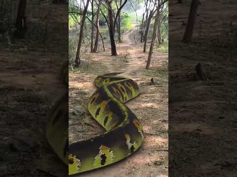 Big Anaconda chase 3.    #short #anacondasnake #snake #bigsnake @vikku films