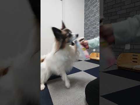 おやつの為にがんばるワンコが可愛い #犬のおやつ #パピヨン #可愛い犬