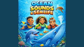 Fish School Flow