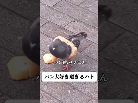 【なんじゃこいつ】#鳩 #bird #笑える #comedy #shorts #パン