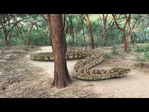 How to Survive a Snake Encounter | Snake vs men: The Ultimate Battle Royale