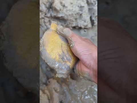 treasure discovery in the river #goldhunter #miner