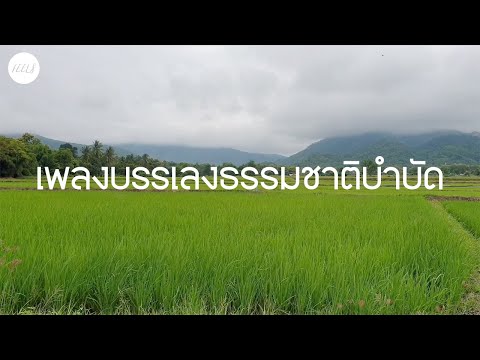 เพลงบรรเลงร้านกาแฟ ธรรมชาติบำบัดดนตรีเพราะๆ - FEELS (ฟีล)