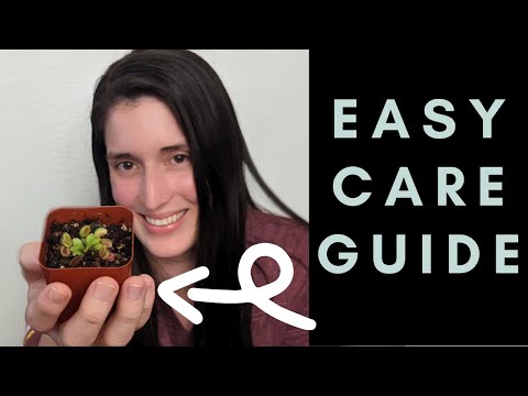 Venus Flytrap Seedling Care Guide 🌱- Growing Baby Venus Flytraps