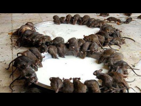 I give THIS to mice and rats and they disappear in 1 minute