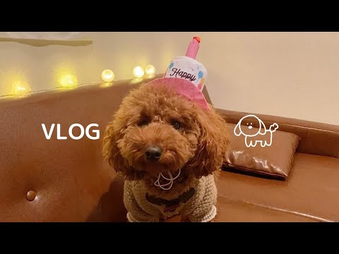 お誕生日会を成功させたいトイプードル。/トイプードルの日常VLOG