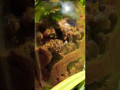 #aamkaachar #pickle #mangopickle #tasty #tastyrecipes #food #bollywood #music #indianpicklerecipe