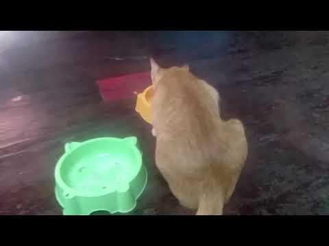 น้องกินเท่าที่มีอยู่  ทุนน้อยครับ
