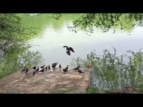 Rare Birds||Birds Sound||Nature Sound||Sound For Meditation|| ASMR