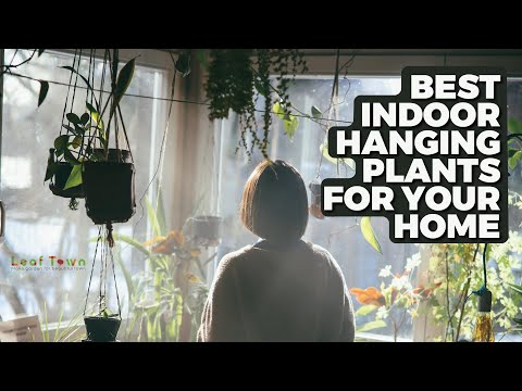 Best Indoor Hanging Plants for Your Home | Leaf Town