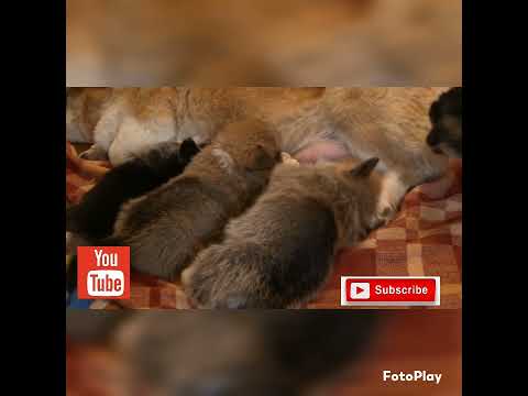 Cute Dogs#puppy#save animals