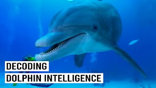 Everything We Know About Dolphin Intelligence
