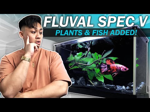 *RARE* Colored Betta Added! | Aquascaping the Fluval Spec V Nano Fish Tank | Nemo Copper Plakat