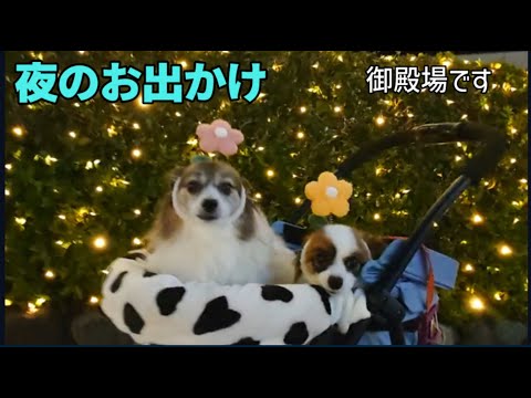 イルミネーション行ったらケモコンイベントやってた【多頭飼い】