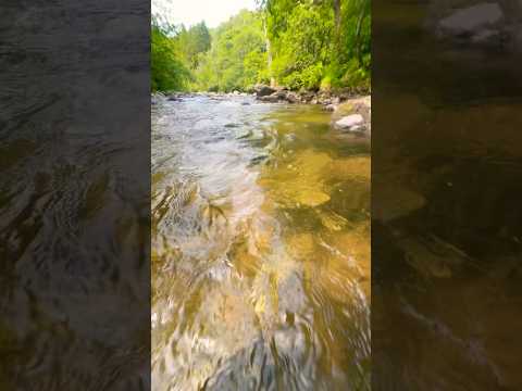 Close but no cigar! 🤬😢 #goldmining #goldprospecting #goldpanning