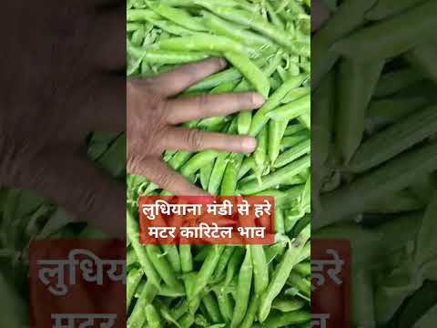 18 मार्च 2025 लुधियाना मंडी #हरे मटर का रिटेल भाव#viralvideo