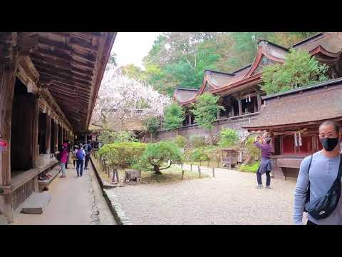 Mount Yoshino ( Cherry blossom 🌸 ) เขาโยชิโนช่วงซากุระบาน