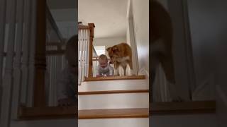 Kind Dog Saves Cute Baby Falls From Stairs #baby #dog #shortsfeed