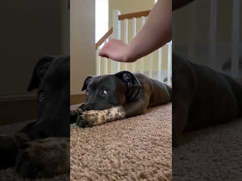 My 3 Reason Why I Love Pitt Bull Dogs